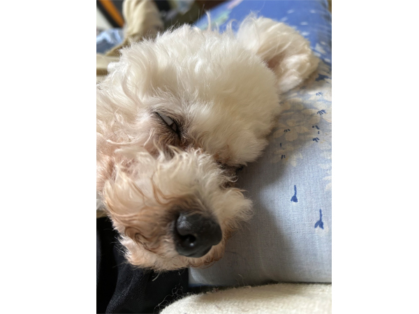 モデル犬卒業後、里親さん宅での様子☆～ソニーちゃん～